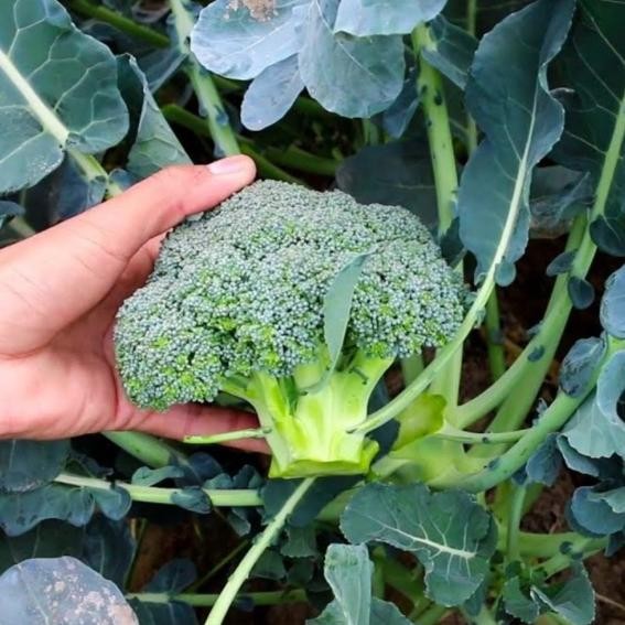 

Benih Bibit Sayur Brokoli Organik Organic De Cicco Broccoli