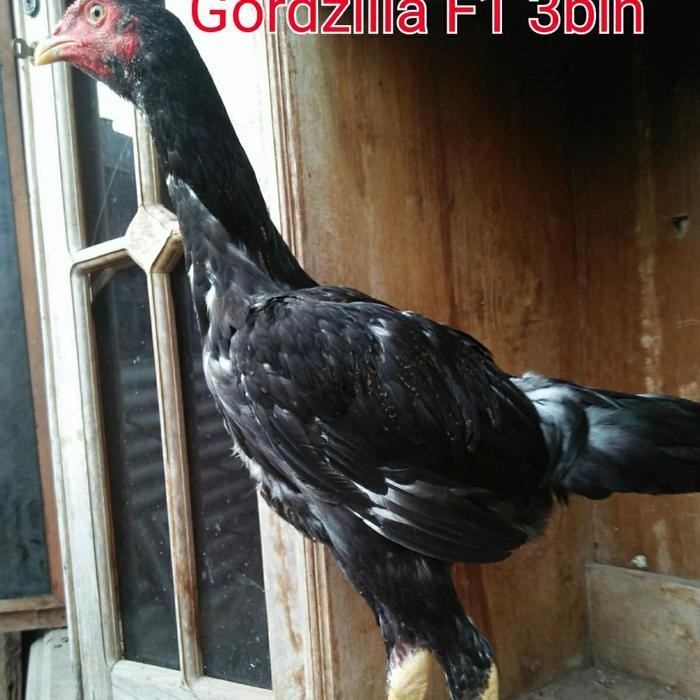

ATS TELUR AYAM GORDZILA F1 UNTUK DINTETASKAN