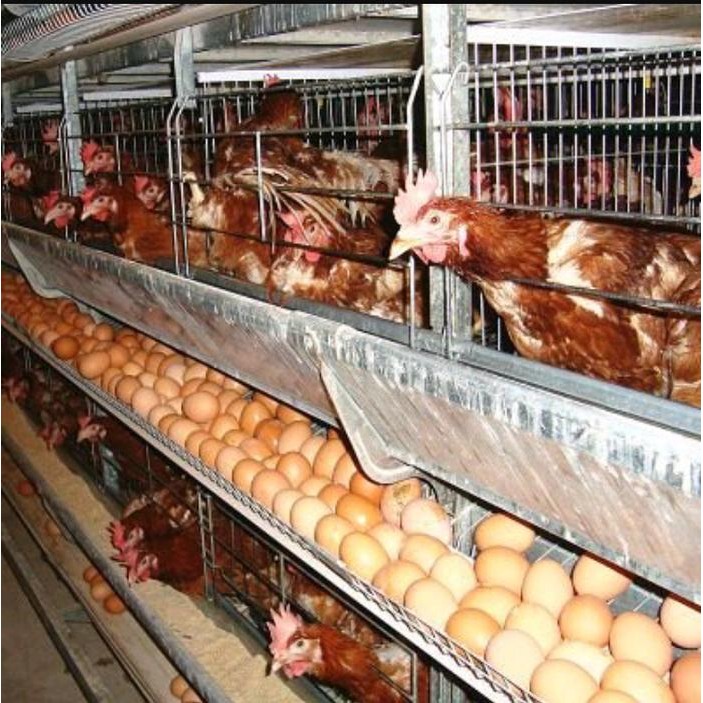 ATS Layer/dedak/pakan kusus ayam petelur,negri,kampung,kt,bangkok,dan LL