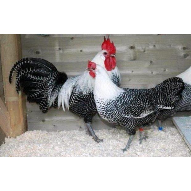 

ATS TELUR FERTIL AYAM ARAB PETELUR HANDAL UNTUK DI TETASKAN