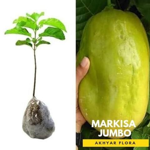 Bibit Markisa Jumbo Bibit Buah Markisa Tanaman Buah Markisah Jumbo PREMIUM