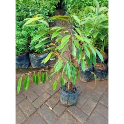 Subur CANGKOK BIBIT TANAMAN POHON BUAH DUREN DURIAN MUSANG KING PREMIUM