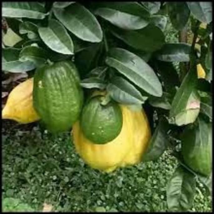 bibit tanaman buah jerukjeaya at jeruk sukade super rugwsi 2690eb PREMIUM