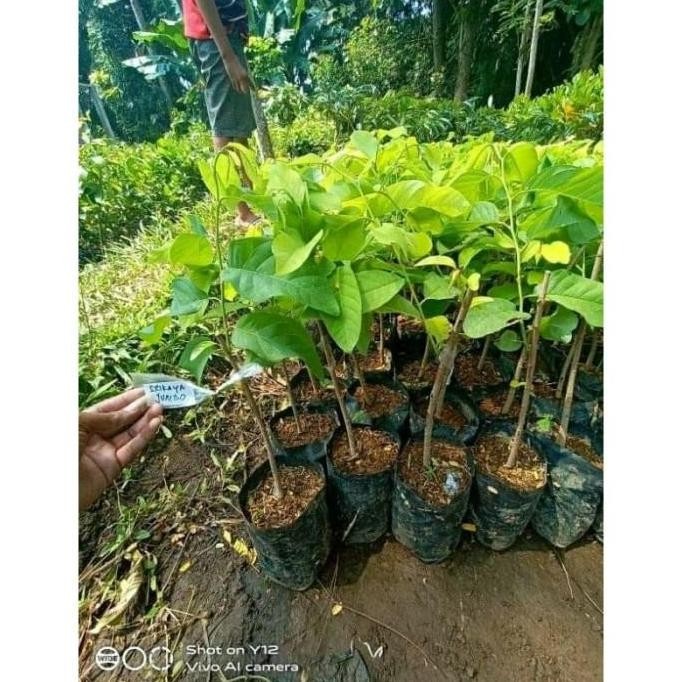 Bibit Tanaman Buah Srikaya Jumbo Super Hasil Okulasi Stek Cangkok -AB4 PREMIUM