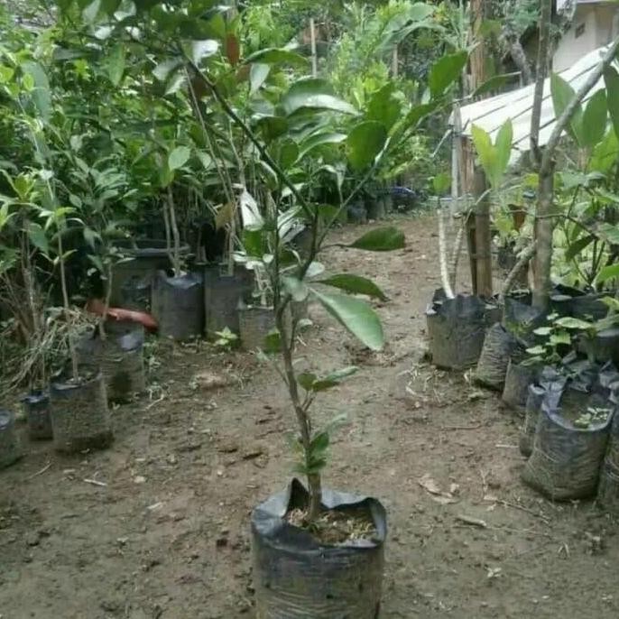 BIBIT TANAMAN BUAH JERUK MANDARIN PREMIUM