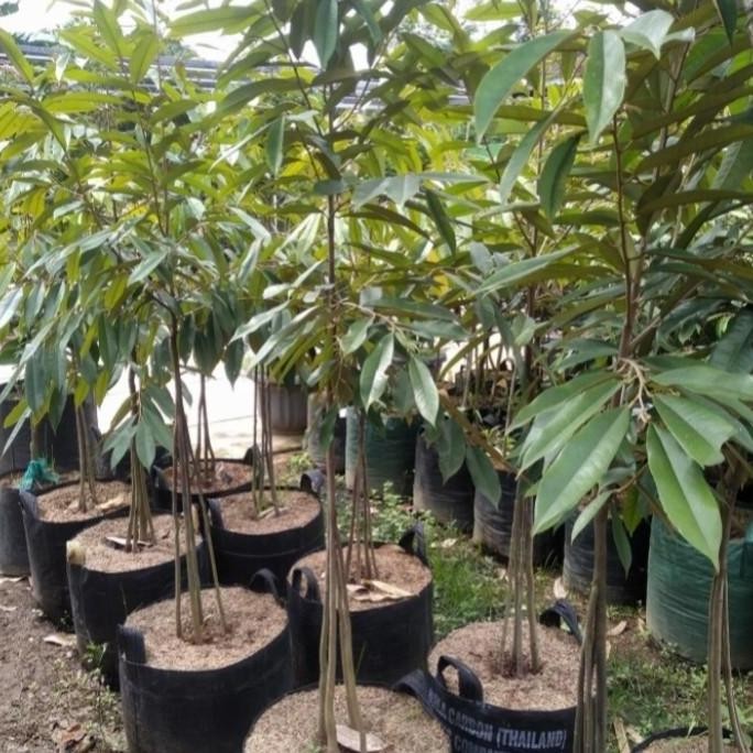 BIBIT BUAH DURIAN MUSANG KING KAKI 3 / DURIAN MUSANG KING KAKI 3 PREMIUM