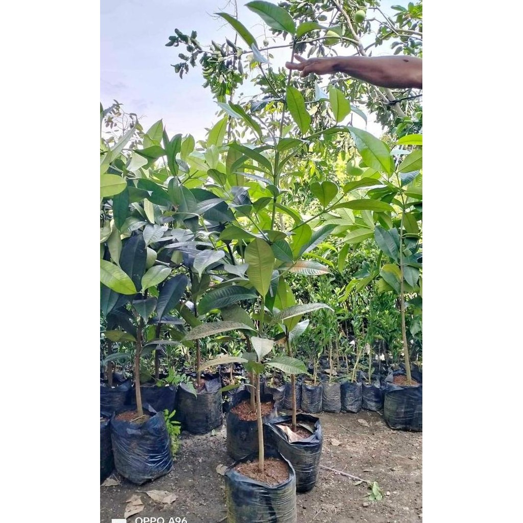 PREMIUM Bibit buah pohon manggis tinggi 1 meter lebih siap tanam