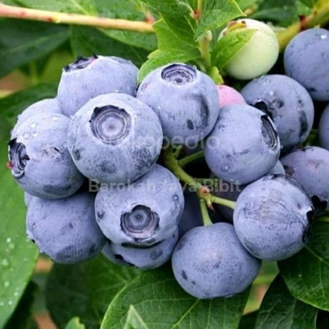 PREMIUM Bibit Buah Blueberry Import Hasil Cangkok Cepat Berbuah