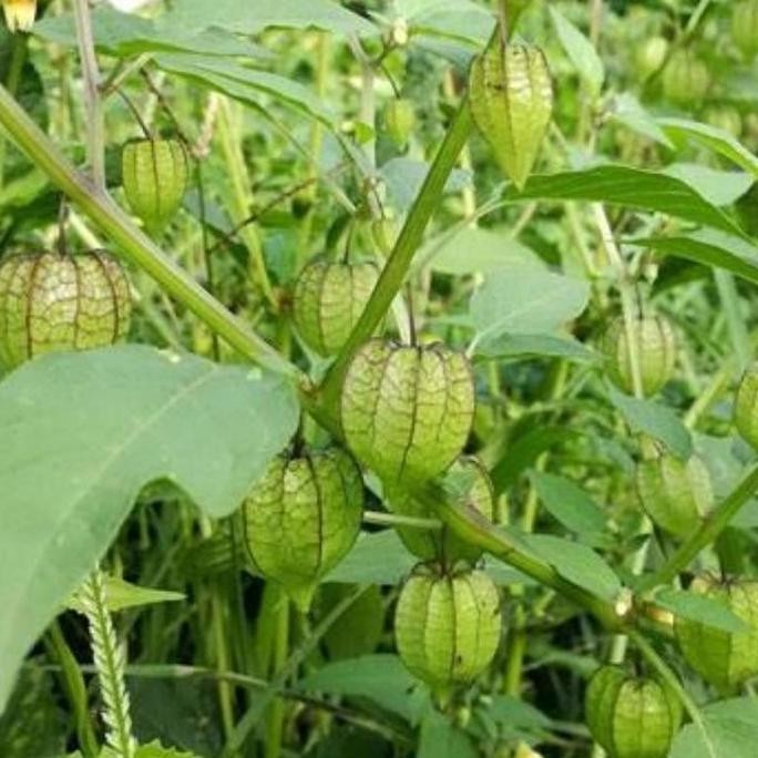 Bibit Buah Ciplukan Jumbo import Bibit Ciplukan PREMIUM