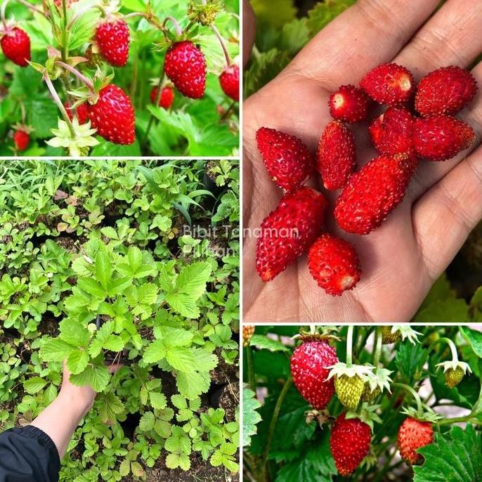 PREMIUM Bibit buah strberry alexandria alpine lonjong stroberi import