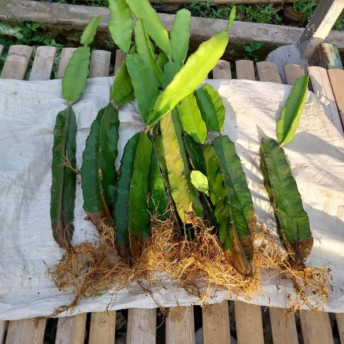 PREMIUM Bibit Buah Naga Golden Isis Kuning Yellow