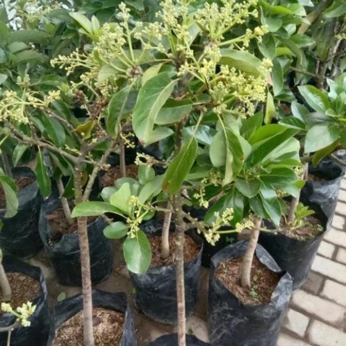 bibit tanaman buah alpukat kondisi berbunga jenis alator dan kelud PREMIUM