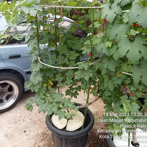 PREMIUM Pohon Anggur Berbuah import/Bibit Pohon Anggur Sudah Siap Buah