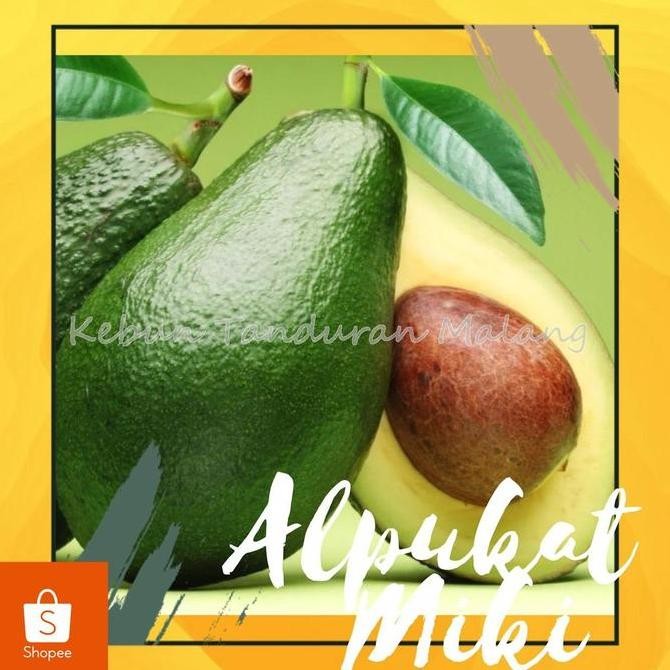 Bibit Alpukat Miki Bibit Buah Alpukat Miki Alpokat PREMIUM