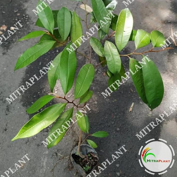 Bibit Pohon So Duren Tanaman Buah So Duren Pohon So Ijo Kenitu PREMIUM