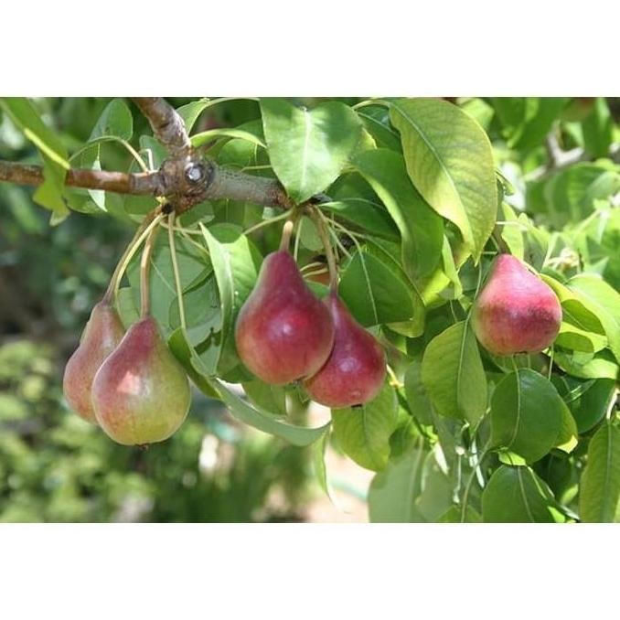 Pir Tanaman Bibit Biji Your Fruit Buah - Pohon Pear Common PREMIUM