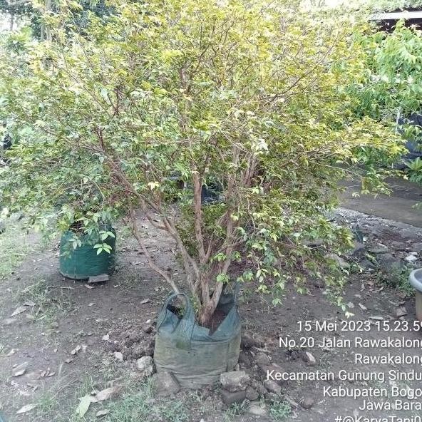 Pohon Anggur Bril Preco Berbuah/Bibit Pohon Anggur Bril sudah buah PREMIUM