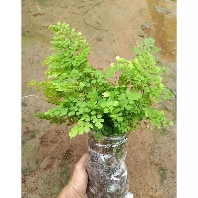 (Allthebest) Tanaman Hias Suplir / Suplir / Pakis Suplir Rimbun ready