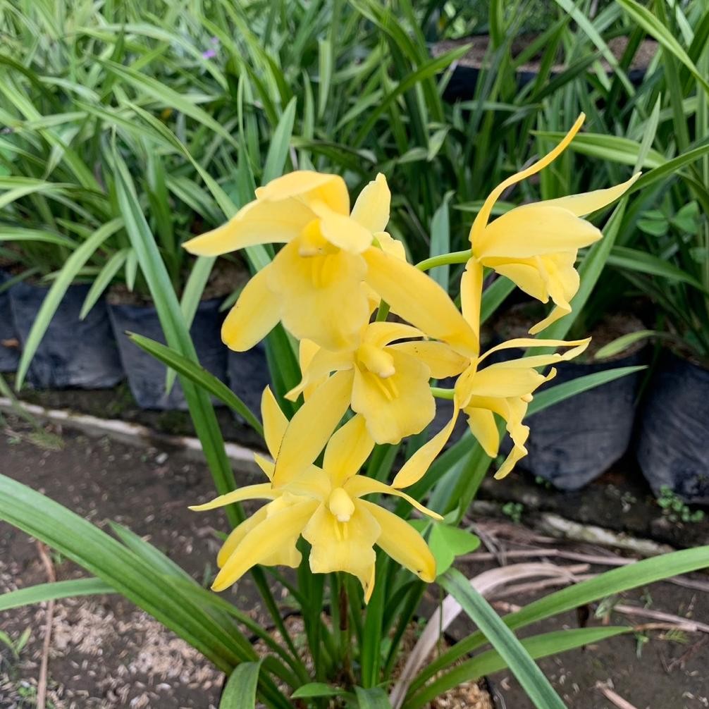 Berkualitas anggrek cymbidum golden boy - anggrek tanah golden boy - rimbun - anggrek tanah MURAH