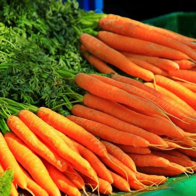 PREMIUM Bibit Unggul Wortel Lokal - Buah Besar Isi 50