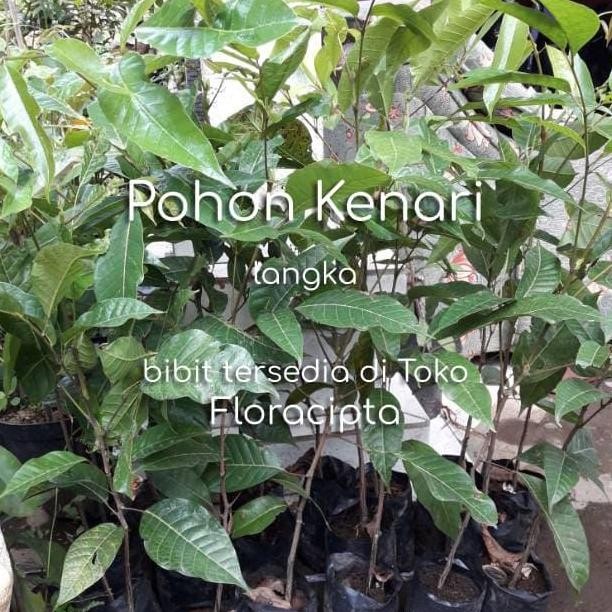 PREMIUM Pohon Kenari Bibit Tanaman Buah Kenari Bumbu Rempah Dapur Herbal