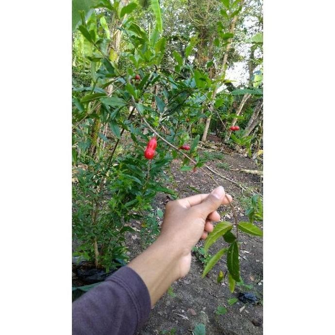 PREMIUM Bibit pohon buah surga delima merah jumbo Peru SUPER AAA