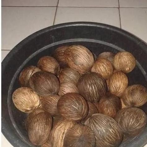 PREMIUM TEERCAYAA Bibit Pohon Bintaro / Simpalak Pohon buah anti