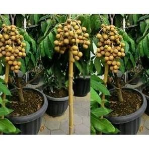 PREMIUM BIBIT TANAMAN BUAH MATOA SUPER / Cepat berbuah stek