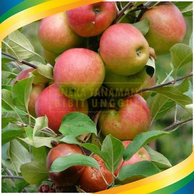 PREMIUM Bibit Tanaman Buah Apel Anna Malang