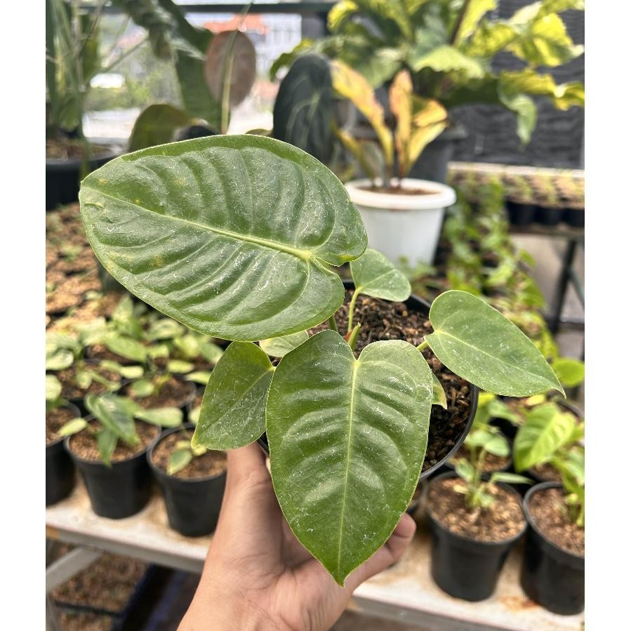 Anthurium Veitchii | Kuping Gajah Veitchii l Bibit Anthurium Veitchii MURAH