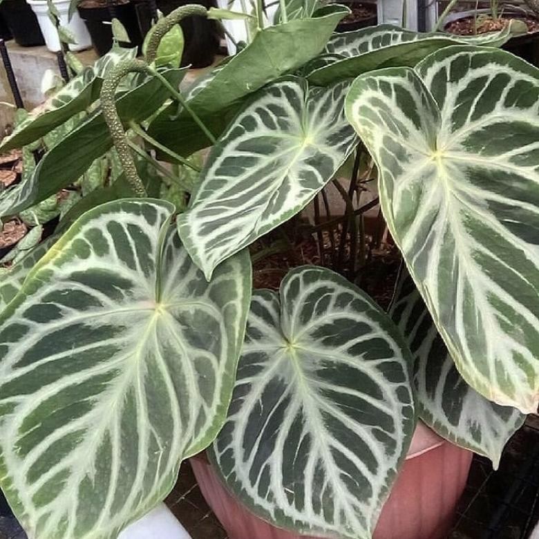 Bibit Anturium Dorayaki silver/Kuping Gajah Dorayaki Silver MURAH
