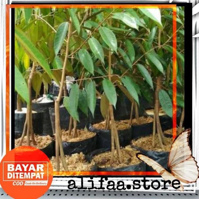 bibit buah durian monthong kaki 3 okulasi cepat berbuah PREMIUM