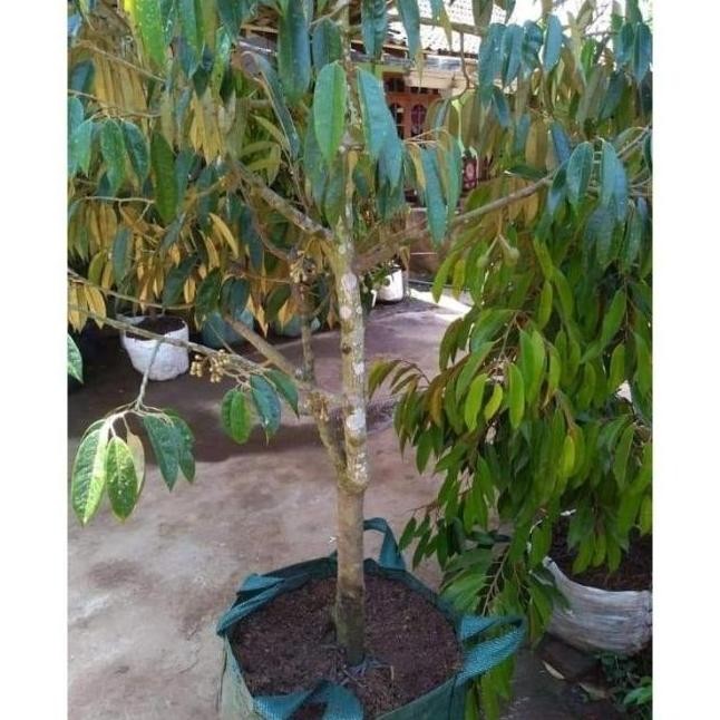 BIBIT POHON BUAH DURIAN MONTONG SUPER JUMBO SAMBUNG PENDEK FRES PREMIUM