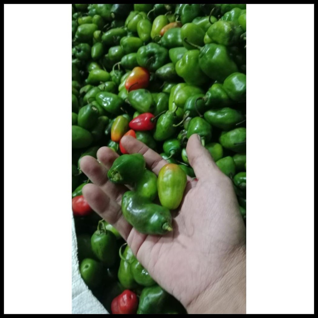 

CABE GENDOT SEGAR UKURAN KECIL 500GRAM