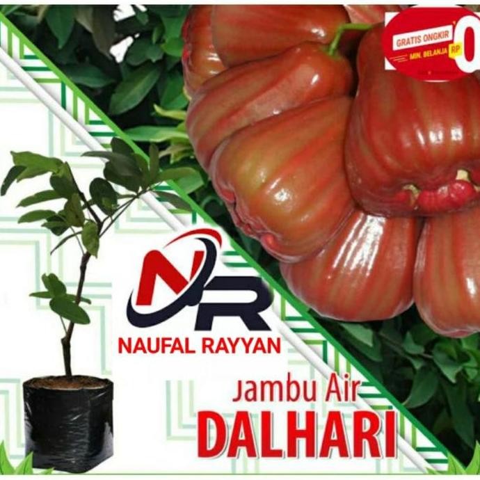 Bibit jambu air dalhari okulasi jambu air madu jambu air manis VALID