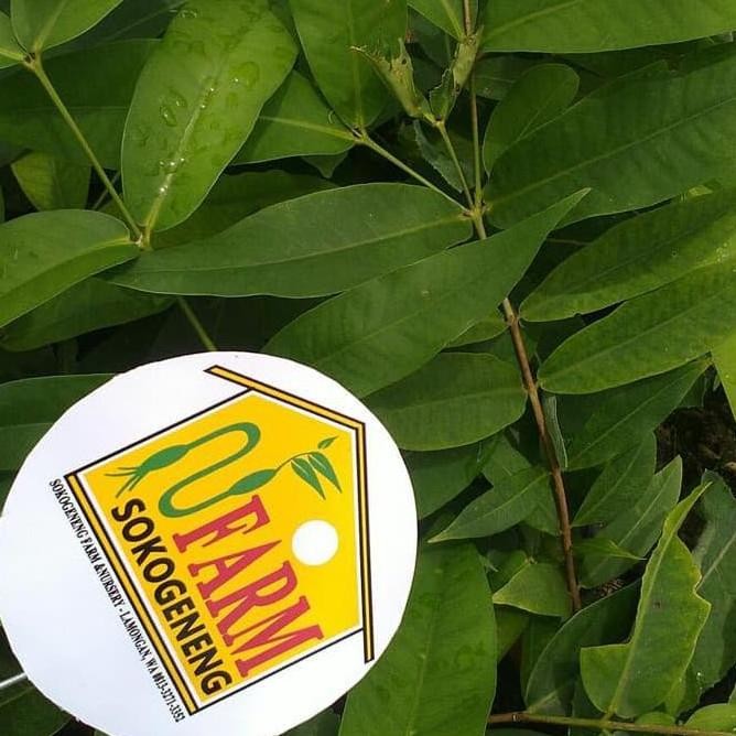 SRD BIBIT JAMBU AIR KING ROSE KINGROSE APPLE JUMBO UNGGUL SUPER MANIS VALID