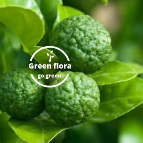 pohon jeruk limo sudah berbuah-bibit pohon jeruk limau berbuah MMMM VALID