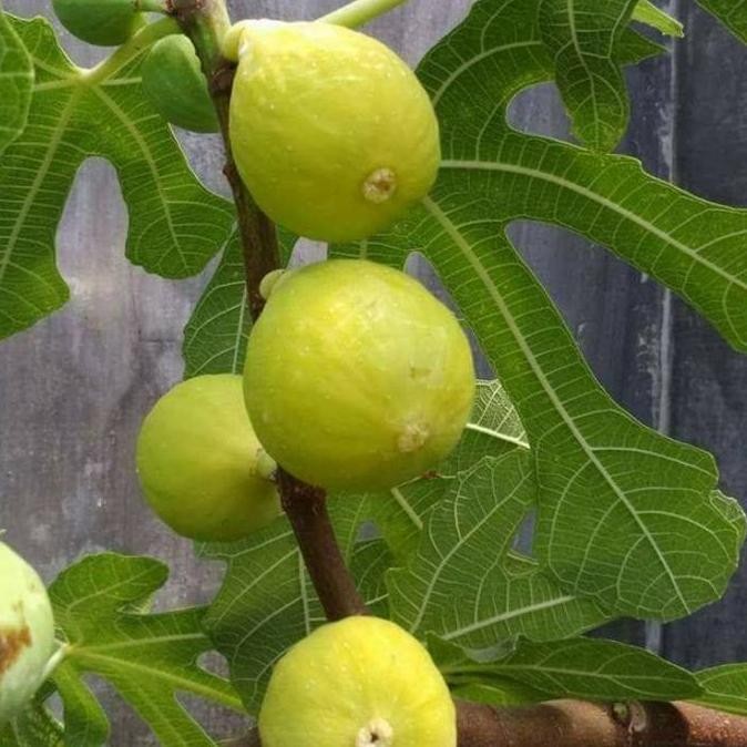 Bibit buah tin TENA jenis produktif buahnya sangat manis SUPER MMMM VALID