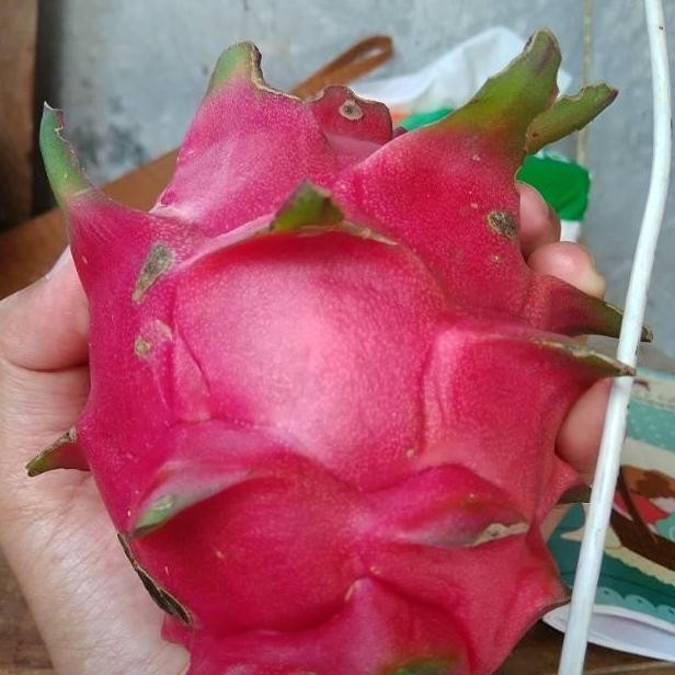Paket 10 bibit buah naga merah buah besar SUPER MMMM VALID