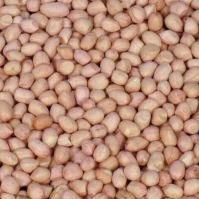 

RPS Kacang Tanah Tuban Super 1 Kg Kulit Bersih