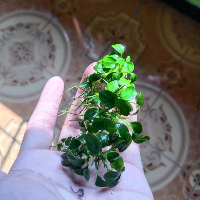 RA anubias petite tropica pinto / nana