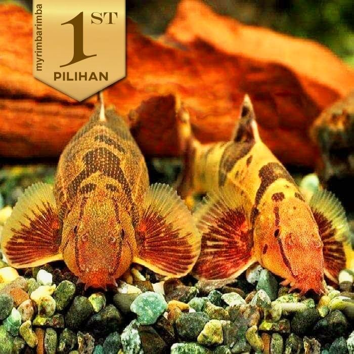 RA Homaloptera Ikan Hias Aquascape Pemakan Lumut Algae Hiasan Aquarium