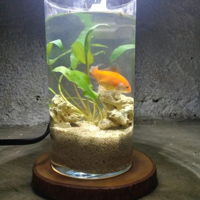 RA paket aquascape mini| aquascape| cupang| aquarium mini tanpa aerator