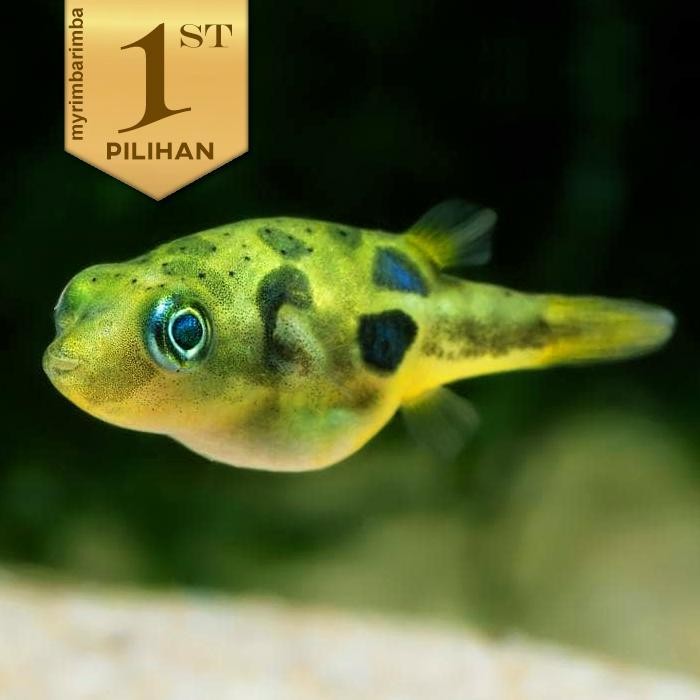 RA Baby Fahaka Puffer Fish Ikan Hias Buntal Aquascape Hiasan Aquarium