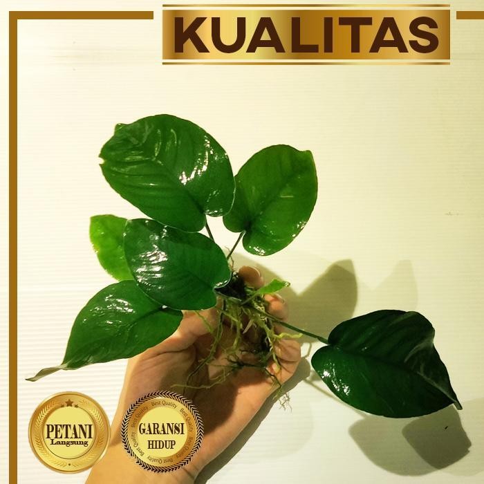 RA Anubias Barteri Broadleaf Tanaman Air Aquascape Hiasan Aquarium Ikan