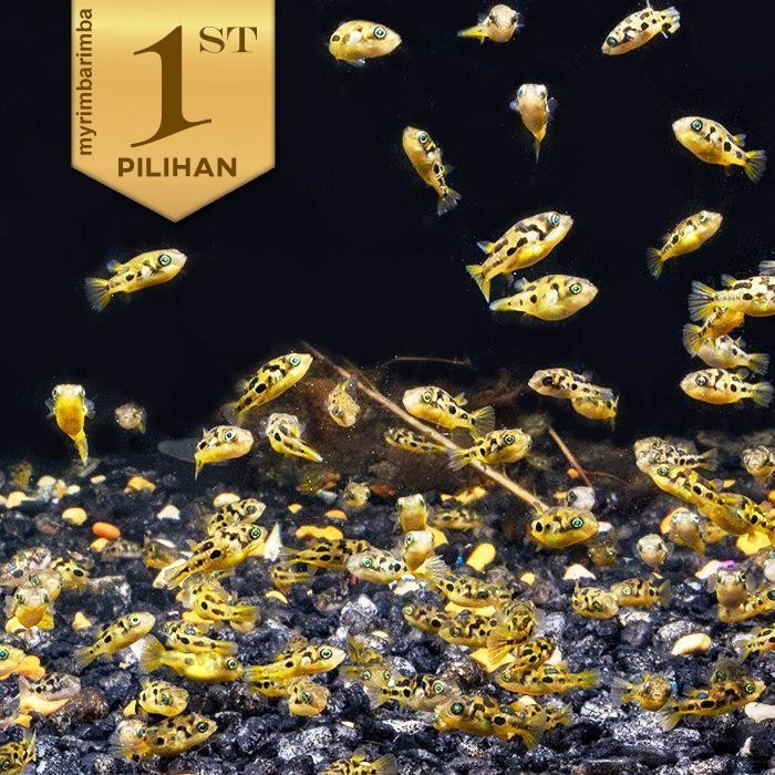 RA Mini Puffer Fish Ikan Hias Aquascape Hiasan Aquarium Tanaman Air Tawar