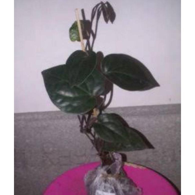 PROMO bibit sirih hitam asli