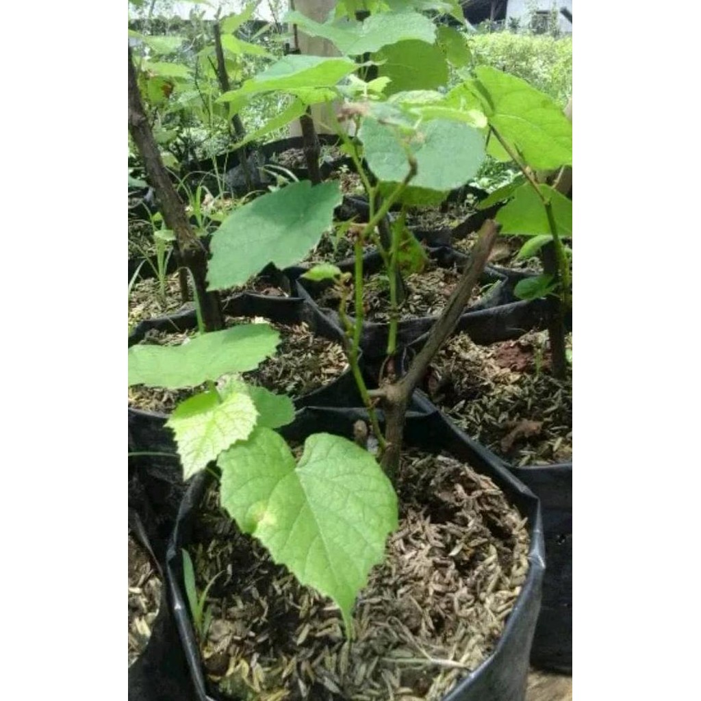 Bibit anggur hijau / pohon anggur hijau