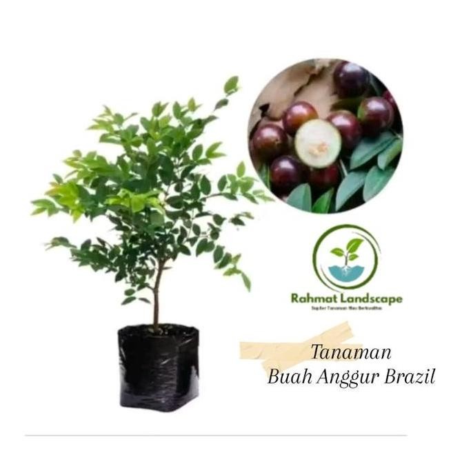 bibit tanaman anggur brazil - bibit pohon anggur brazil - pohon anggur brazil - pohon anggur - anggu