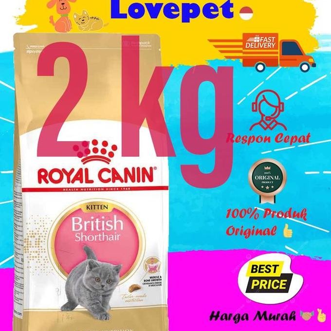 NEW - Kitten British Short Hair 2kg
